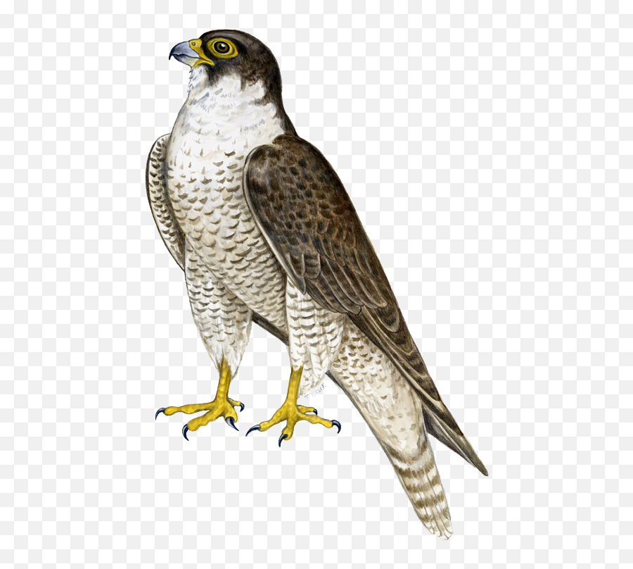 Falcon Png Transparent Images - Falcon Transparent Png Emoji,Clipart No Backs Transparent .png Format Emoticons