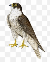 Falcon Png Transparent Images - Falcon Transparent Png Emoji,Clipart No Backs Transparent .png Format Emoticons