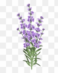 Download Flower Postcard Photography Wedding Lavender - Lavender Flower Png Emoji,Mexican Steam Emoticons