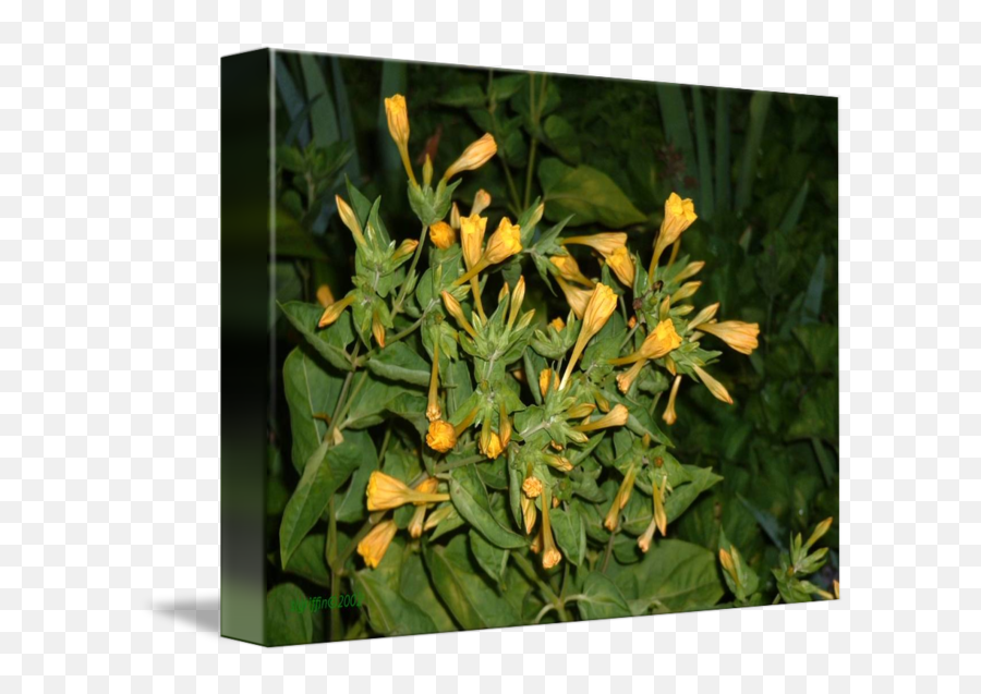 Yellow Four Ou0027clock Bush By Luces Alegres - Alstroemeriaceae Emoji,Plants As Emotions Art