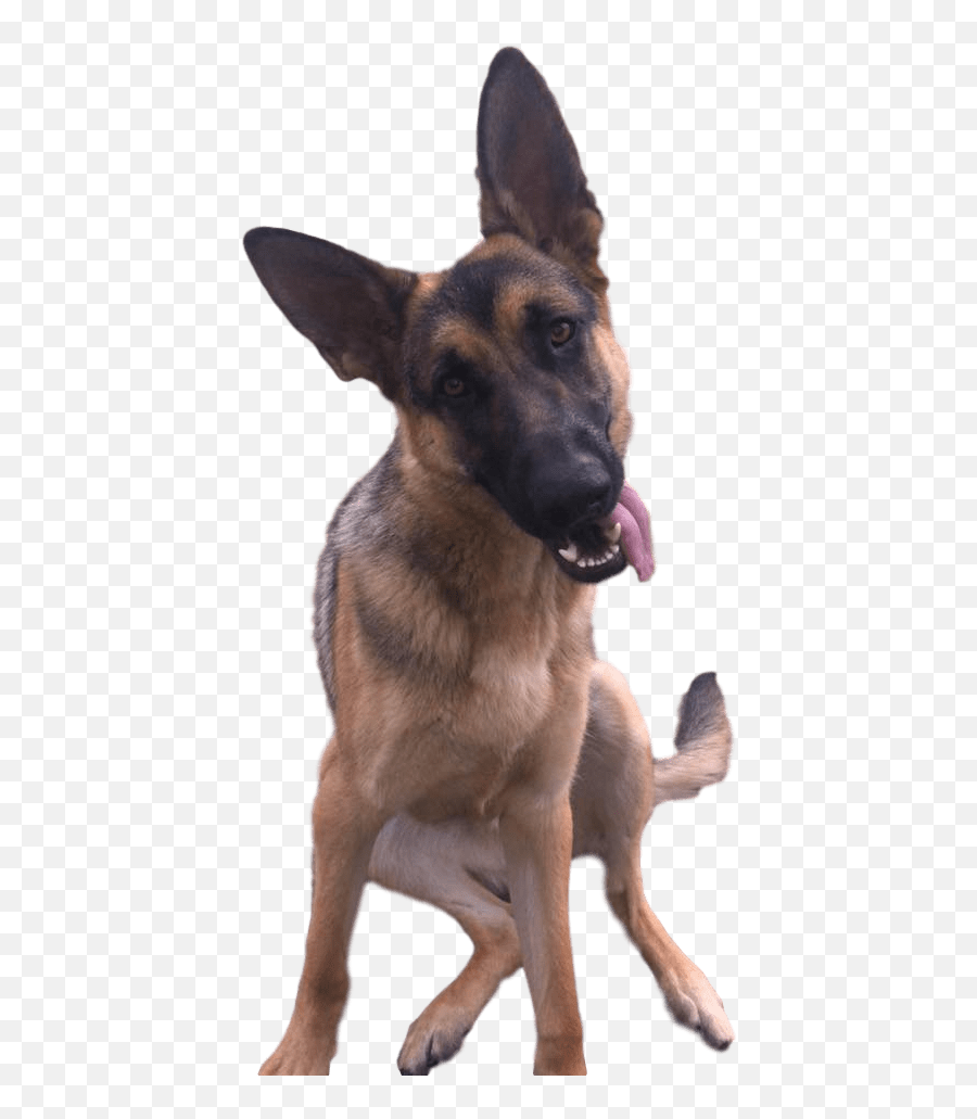 Paradise Paradise Pet Resort In Spokane Valley Pet - Collar Emoji,German Sheppherd Emotions Based On Ears