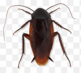 Cockroaches - Parasitism Emoji,Facebook Cockroach Emoticon