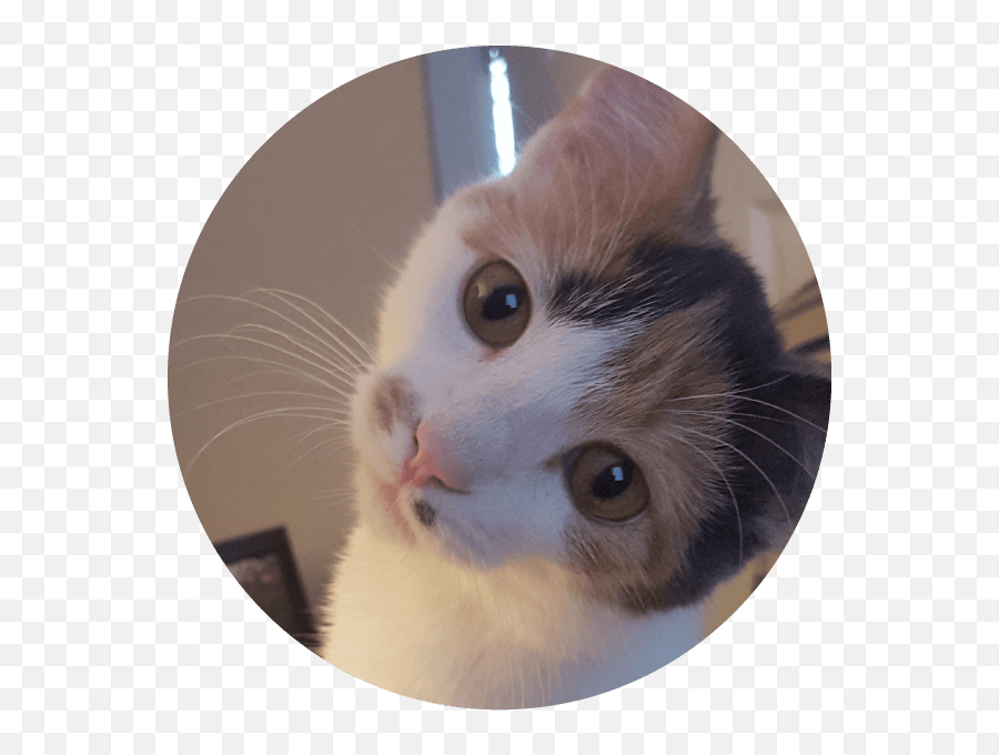 Sara Bellum - Twin Cities Pet Rescue Emoji,Sad Cat Face Emoticon