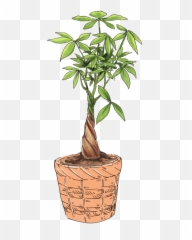 Jungle Starter Plant Collection Pothos Money Tree Emoji,Jungle Leaf Emoji