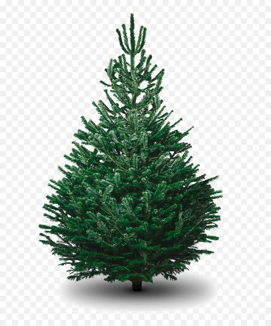 Evergreen Tree Png - Nordmann Fir Tree Transparent Cartoon Real Nordmann Fir Tree Emoji,Evergreen Emoji