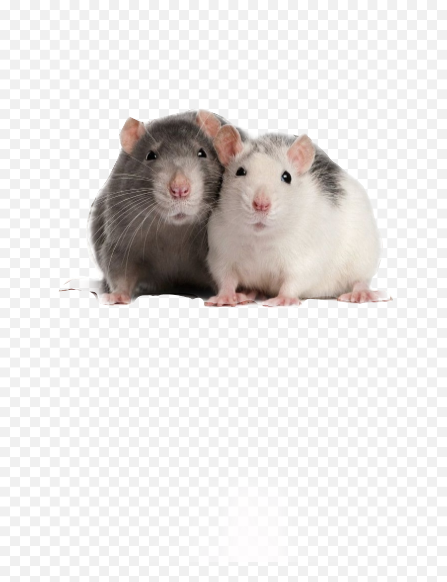 Discover Trending Ratones Stickers Picsart - Two Rats Emoji,Mouse Bunny Hamster Emoji