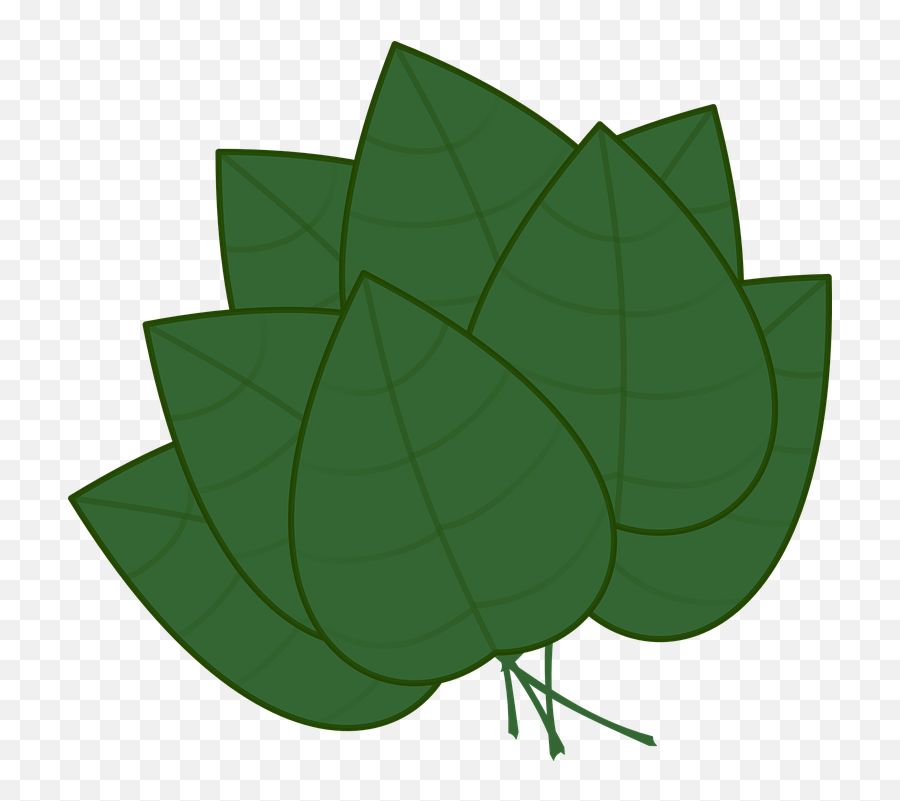 Leaves Bunch Green - Leaves Clip Art Png Download Full Bunch Of Leaves Emoji,Basil Emoji