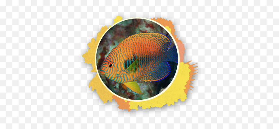 Download Hd The Potteru0027s Angel Fish Is Known To Show Up At - Centropyge Potteri Emoji,Maui Emoji