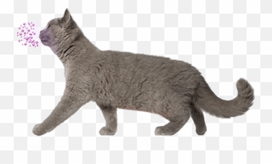 What Are Cat Pheromones Products - Domestic Cat Emoji,Cat Ears React To Emotions