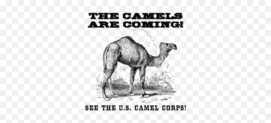 History Pod - Us Camel Corps Emoji,Gutterball Emoticon