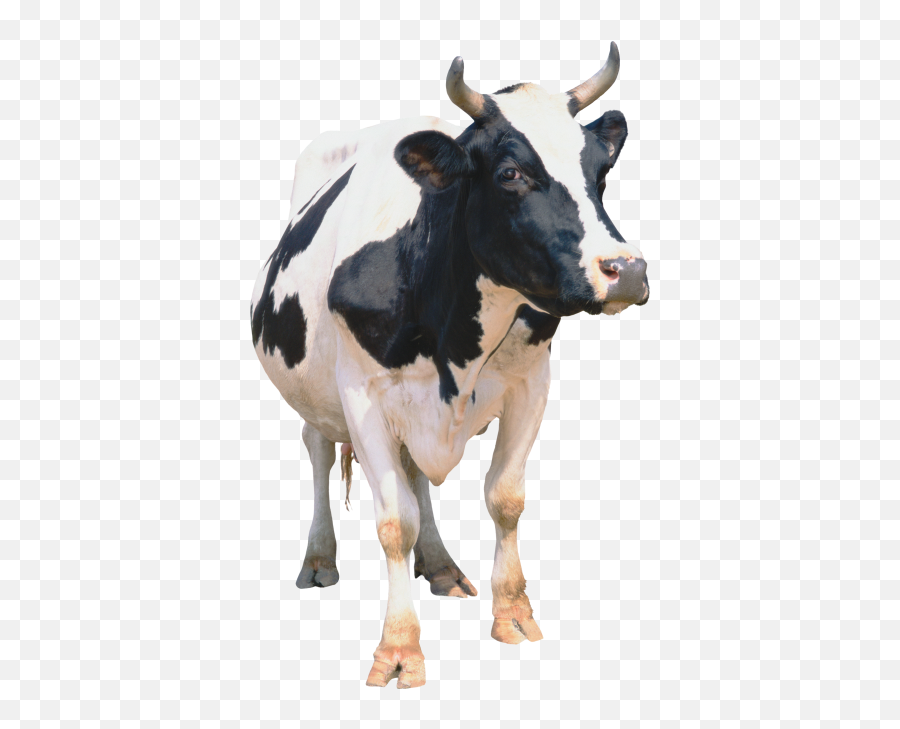 Caps Cow Face Hd Free Download - 29100 Transparentpng Emoji,Cow Emoticons Png