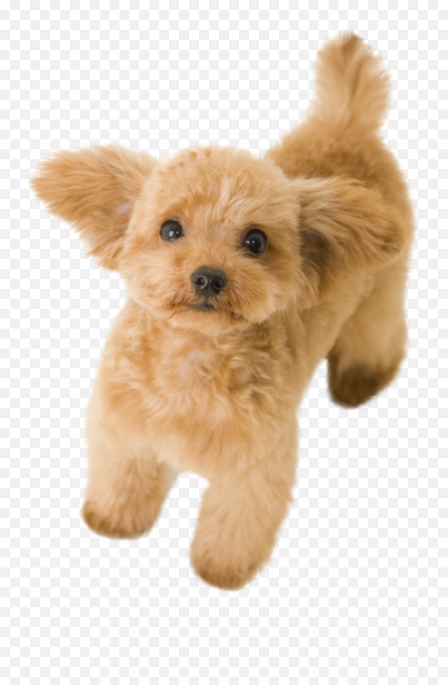Discover Trending - Puppy Poodle Png Emoji,Poodle Emoji