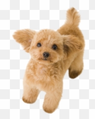 Discover Trending - Puppy Poodle Png Emoji,Poodle Emoji