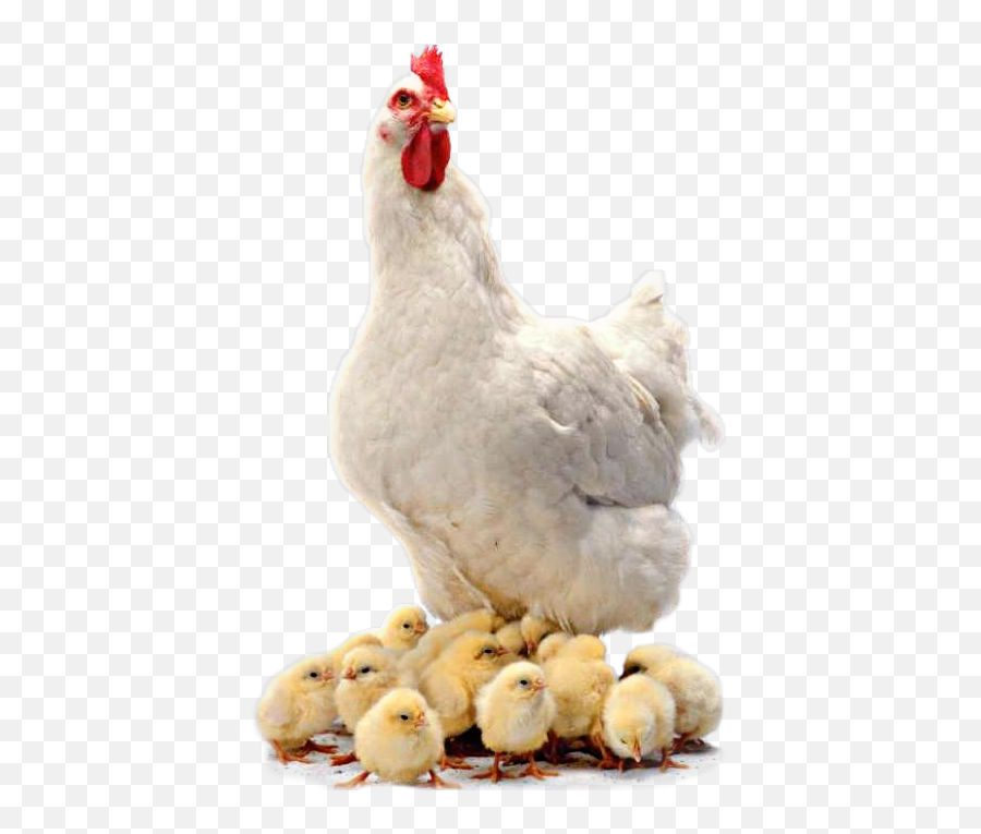 Trending Hen Stickers - Transparent Background Png Clipart Transparent Farm Animals Emoji,Rooster + Chicken Leg Emoji