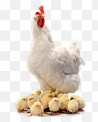 Trending Hen Stickers - Transparent Background Png Clipart Transparent Farm Animals Emoji,Rooster + Chicken Leg Emoji