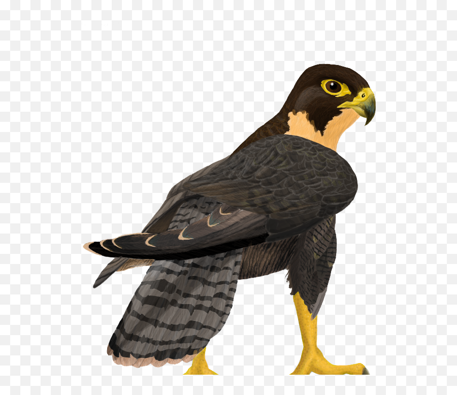 Falcon Png Transparent Images - Transparent Peregrine Falcon Clipart Emoji,Clipart No Backs Transparent .png Format Emoticons