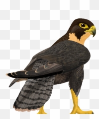 Falcon Png Transparent Images - Transparent Peregrine Falcon Clipart Emoji,Clipart No Backs Transparent .png Format Emoticons