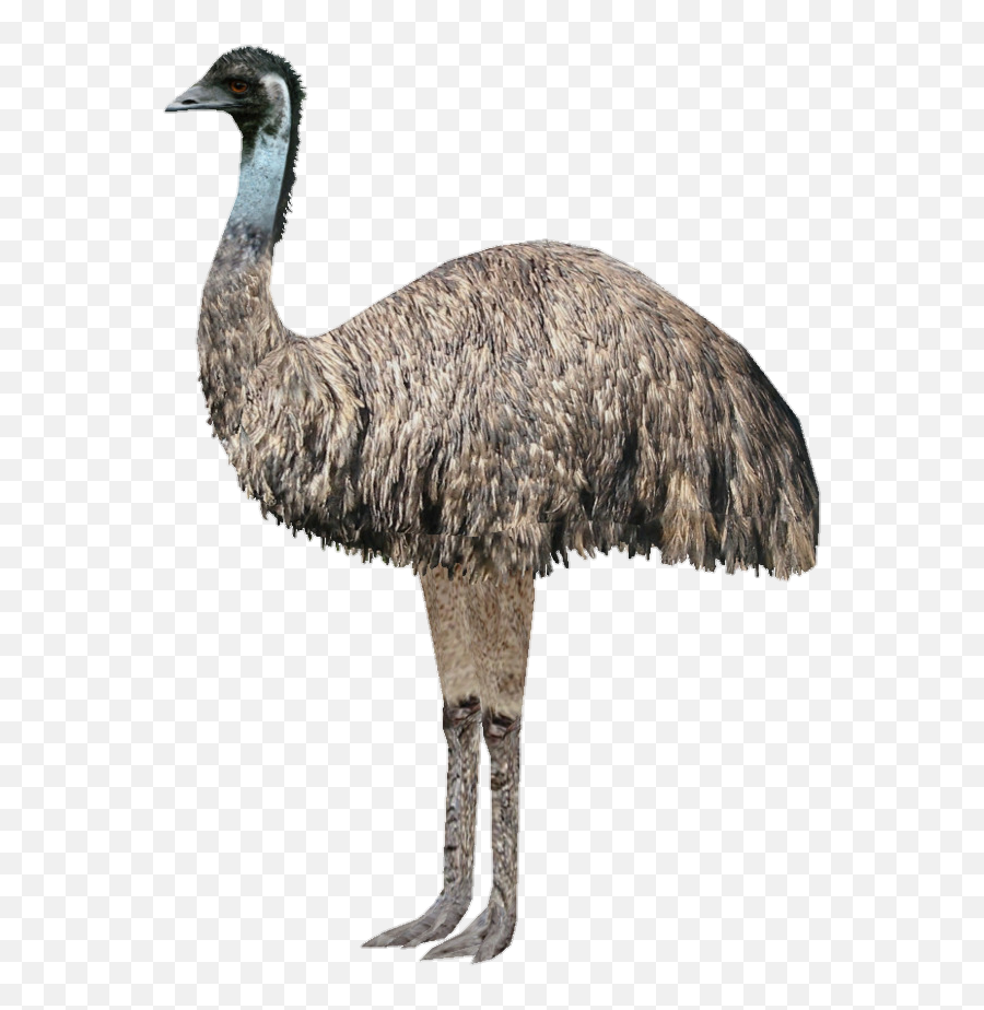 Discover Trending - Emu Png Emoji,Ostrich Emoji