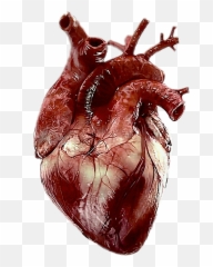 Bleeding Heart Animation 1 - Heart Images Real Hd Emoji,Bleeding Heart Emoji