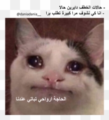 Memes Dz Memes Cats Animals Emoji,Animals Have Emotions Snapchat Story 2017