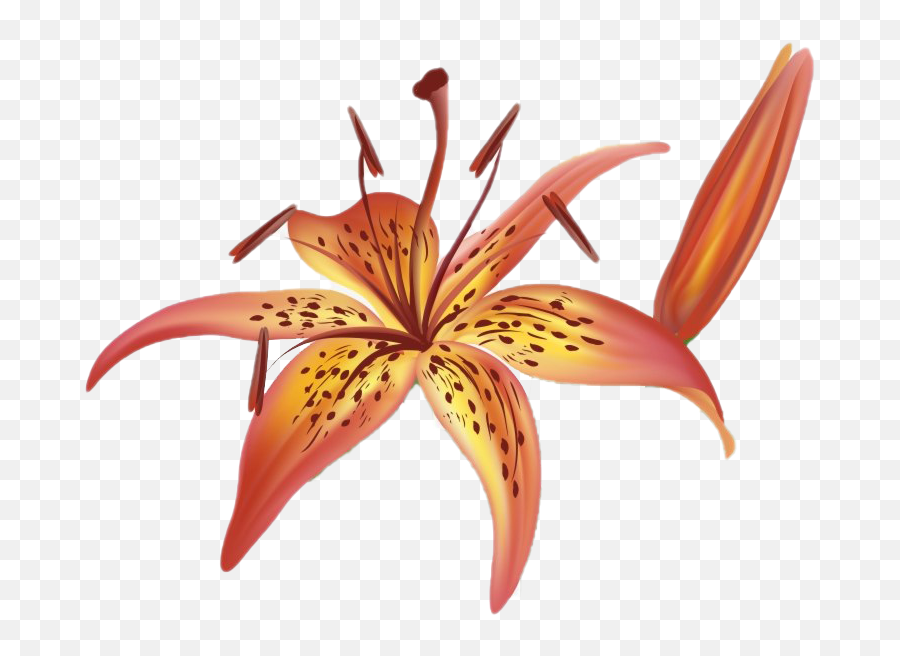 Lilium Png Transparent Images Png All Emoji,Lily True Emotion