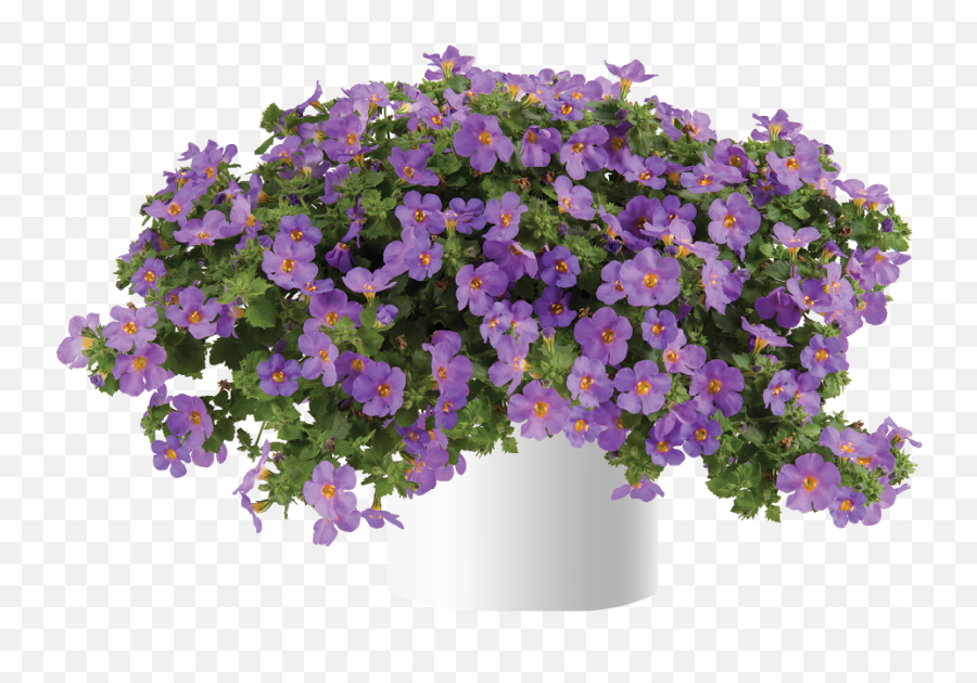 Scopia Gulliver Compact Purple - Bacopa Scopia Gulliver Compact Purple Emoji,Salvia Sallyfun Blue Emotion