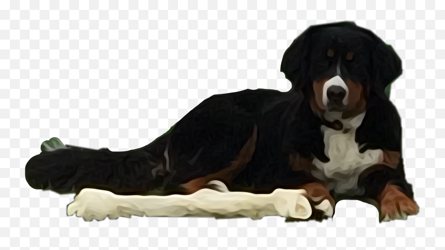 The Most Edited - Vulnerable Native Breeds Emoji,Bernese Mountain Dog Emoji