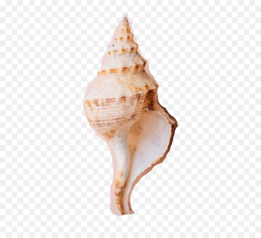 Shell Sticker By Caesidmruwvfzy9avkj - Lovely Emoji,Conch Shell Emoji