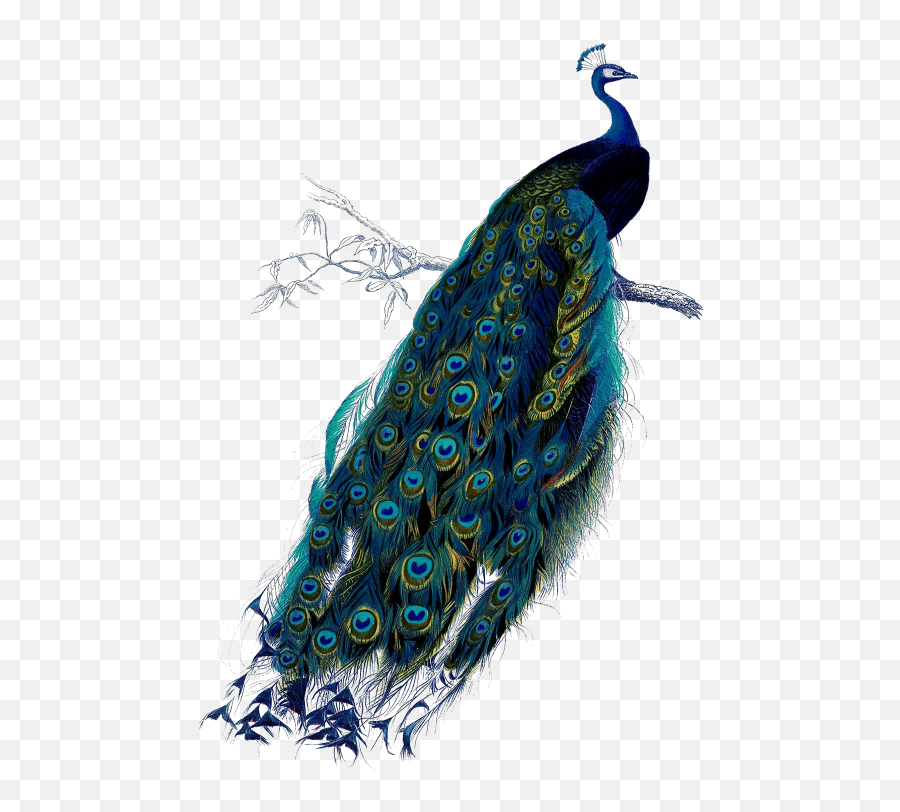 Colors Clipart Poster Colors Poster - Peacock Vintage Emoji,Free Emoji Colors Posters