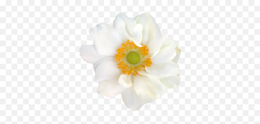 Flowerphotography Flower Sticker By Dale Mowry - Japanese Anemone Emoji,Japanese Flower Emoji