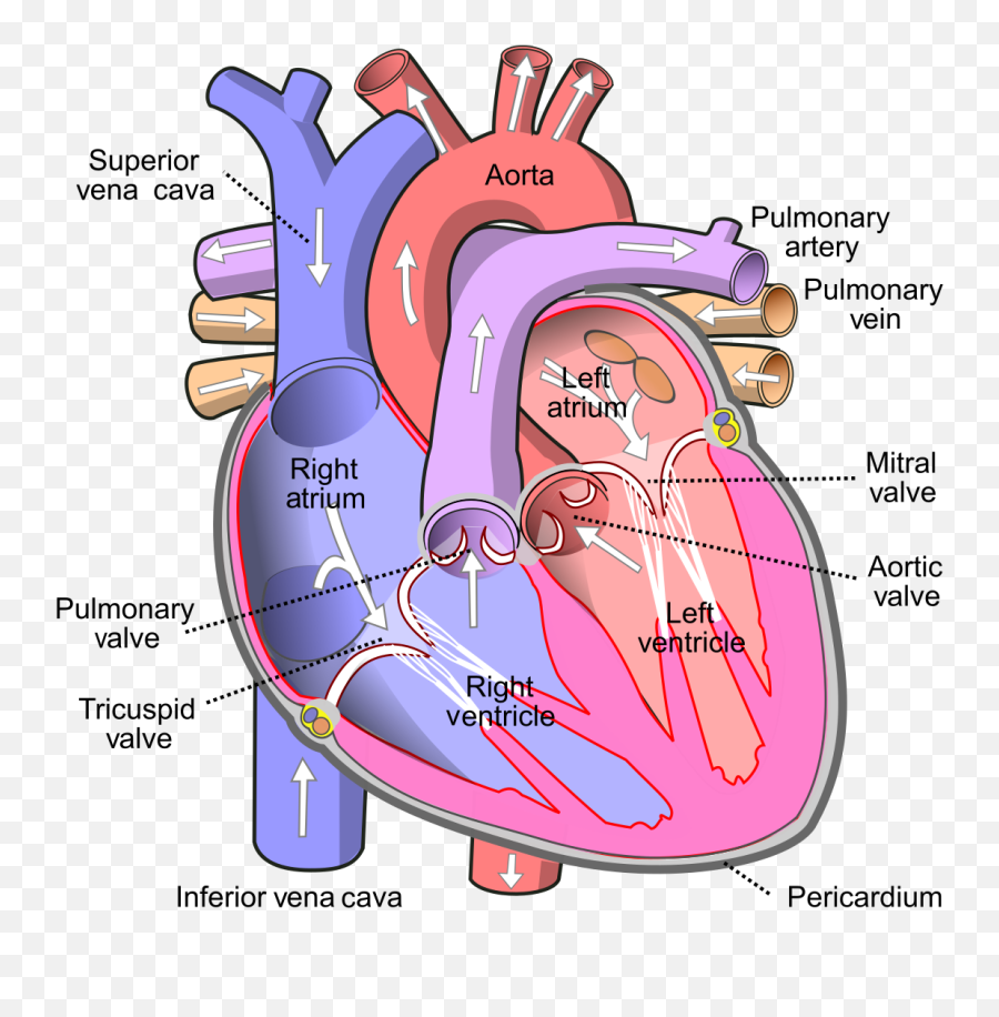 Myocardial Infarction With St Elevation - Human Heart Diagram Emoji,Chinese Medicine Emotions Organs Chart