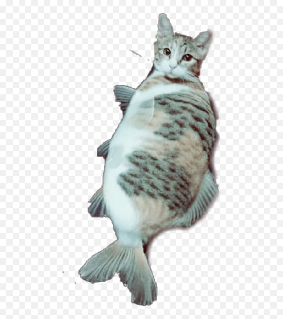 The Most Edited Catfish Picsart - Fish Emoji,Cat Fish Emoji