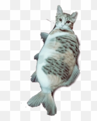 The Most Edited Catfish Picsart - Fish Emoji,Cat Fish Emoji