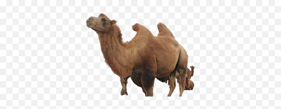Camel Png Images Transparent Background - Camels Useful In Desert Emoji,Clipart No Backs Transparent .png Format Emoticons