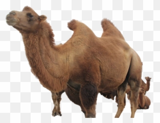 Camel Png Images Transparent Background - Camels Useful In Desert Emoji,Clipart No Backs Transparent .png Format Emoticons