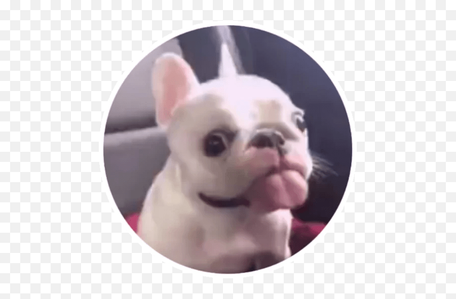 Wholesome Animals Stickers - Live Wa Stickers French Bulldog Emoji,Dog Emoticon Yawning