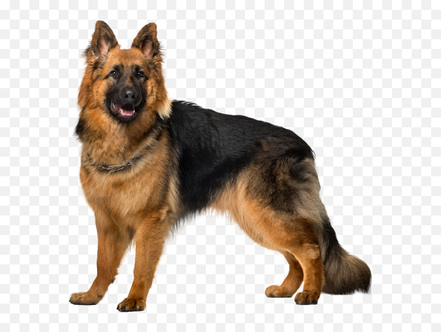 Dog Stud Services Pet Stud Services Dog Studs - Petsfolio German Shepherd Dog Green Screen Emoji,German Sheppherd Emotions Based On Ears