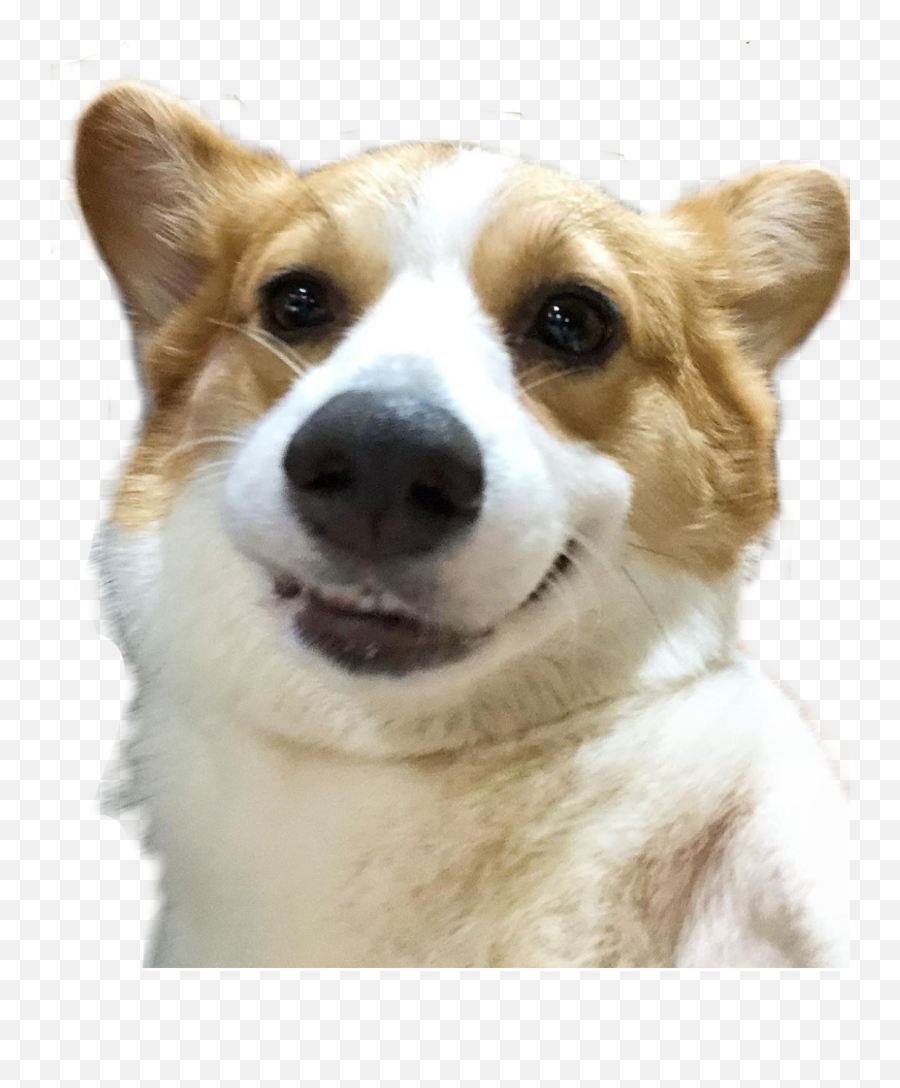Dog Meme Dogmeme Smile Smiley Sticker - Northern Breed Group Emoji,Pembroke Welsh Corgi Emojis