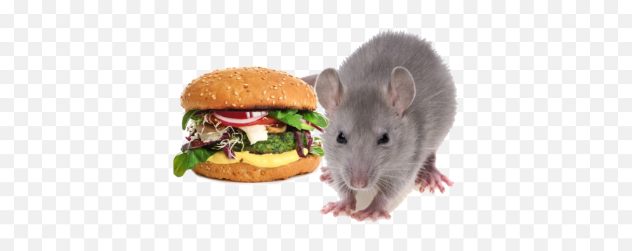 Burger Rats By Gias Ahmed Emoji,Rat Emojis