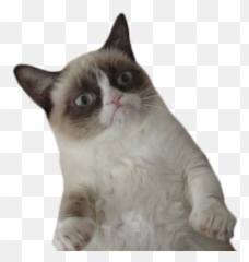 Welcome To The Party Pal Grumpy Cat Bad Cats Cats Emoji,Evil Kitty Emoticon