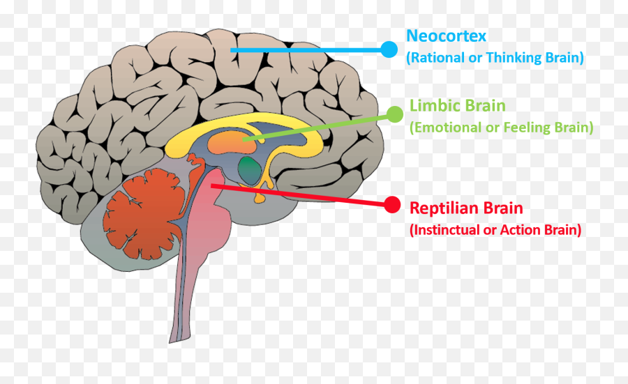 Explore The 9 Enneagram Personality Types - Questa Enneagram Emoji,The Limbic System Is Associated With What Emotion