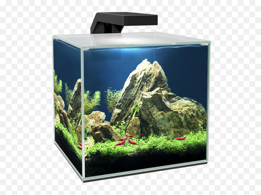 Pet Supplies Aquariums U0026 Accessories Ciano Fish Tank Emoji,Emotion Accessories