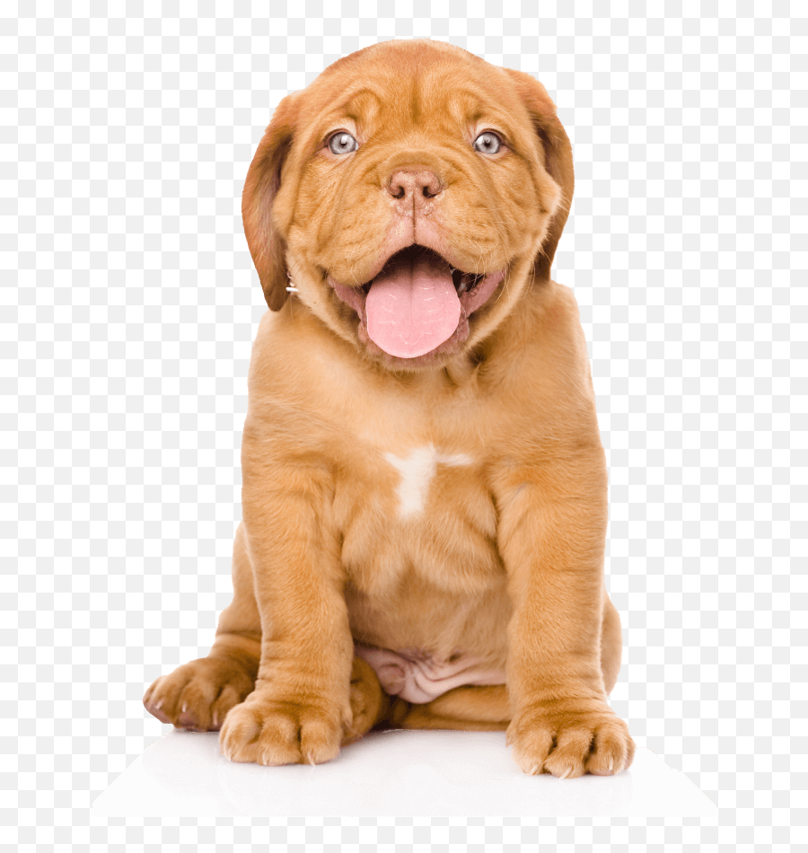 Get To Know Our Team And Products U2013 Dozer Pets Emoji,Shar Pei Emoticon