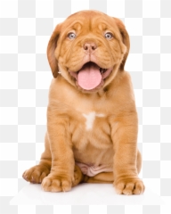 Get To Know Our Team And Products U2013 Dozer Pets Emoji,Shar Pei Emoticon