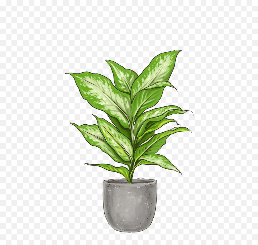 Dieffenbachia Carina Indoor Plants Lively Root Emoji,Lemon Emojis Beyonce