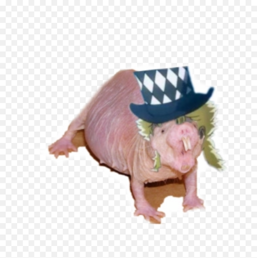 Jjba Speedwagon Scheibwagon Sticker By - Costume Hat Emoji,Seppuku Emoji