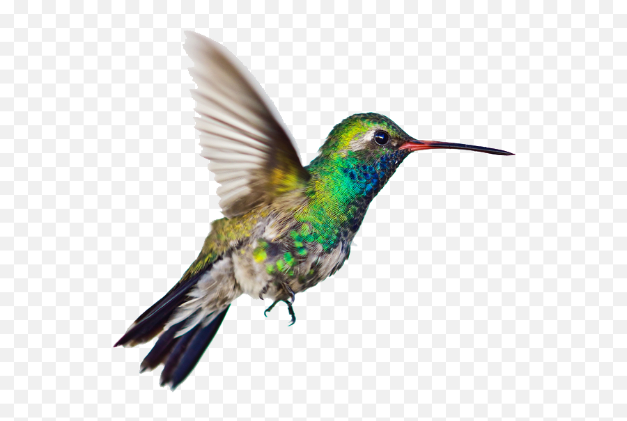 Hummingbird Transparent Images All - Hummingbird Transparent Background Emoji,Hummingbird Emoji