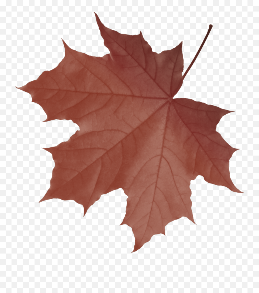 Freetoedit Leaf Sticker - Transparent Background Yellow Leaves Png Emoji,Maple Leaf Emoji Png