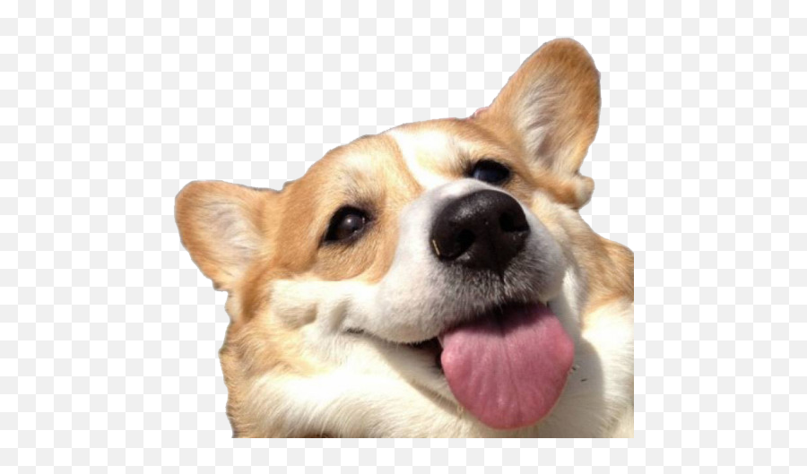Cute Corgi Dog Transparent Background - Corgi Transparent Emoji,Pembroke Welsh Corgi Emojis