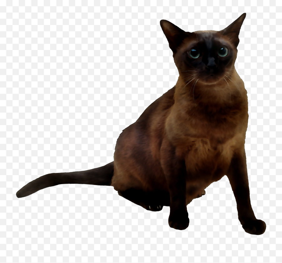The Most Edited Applehead Picsart - Siamese Cat Emoji,Siamese Kitty Emoticon